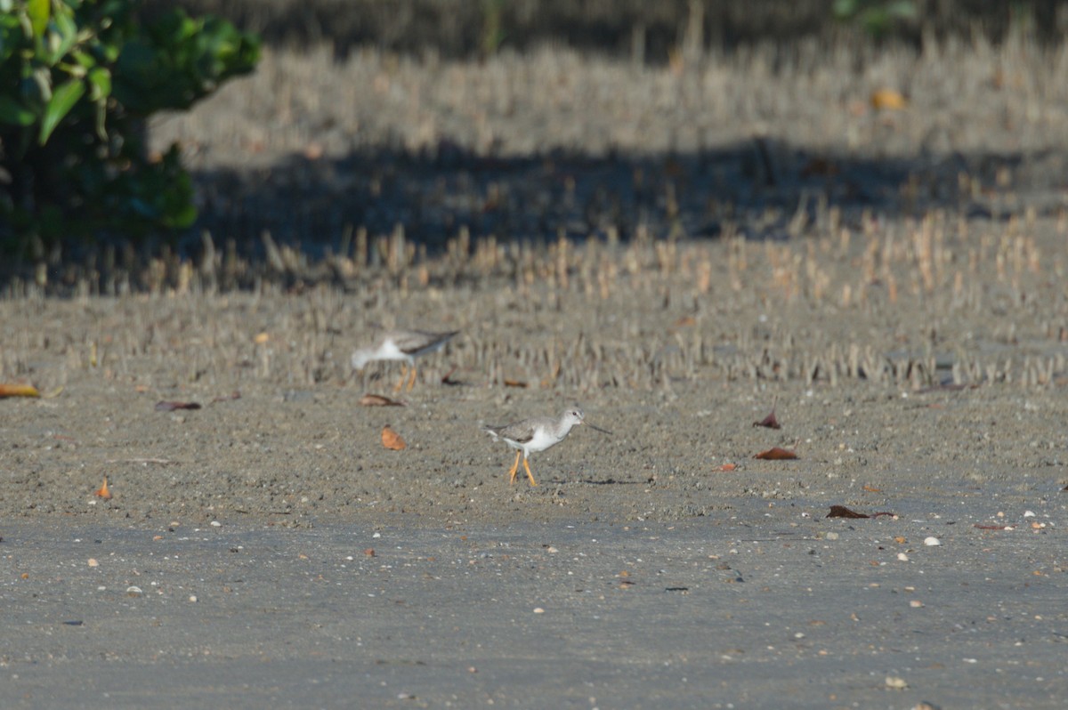 ソリハシシギ - ML646690535