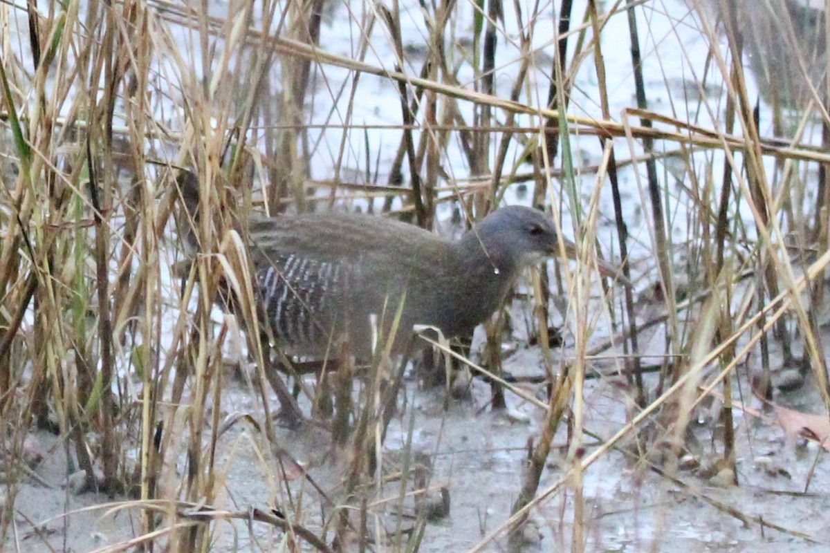 Карибский пастушок - ML646690537