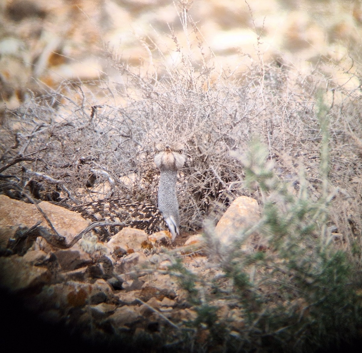 African Houbara - ML646690543