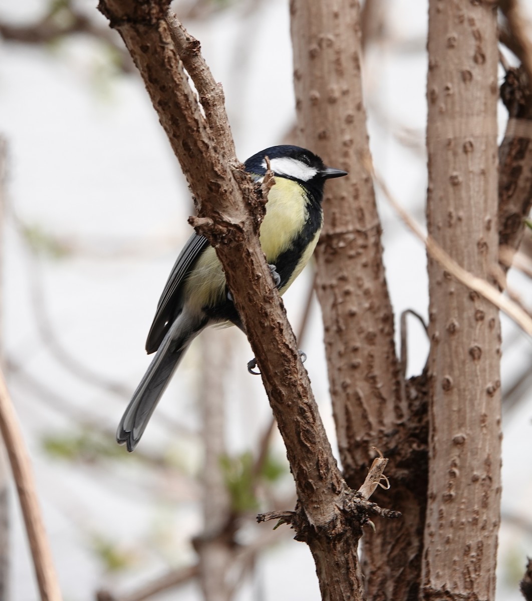 Great Tit (Great) - ML646690544