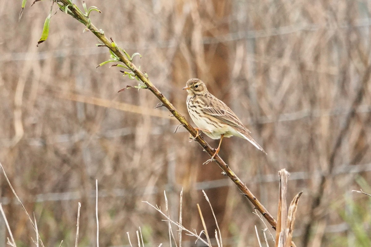 Meadow Pipit - ML646690547