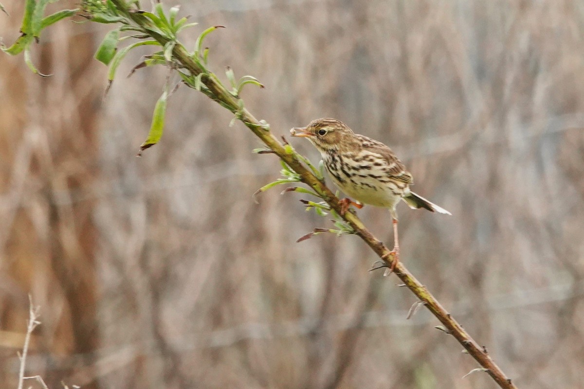 Meadow Pipit - ML646690548