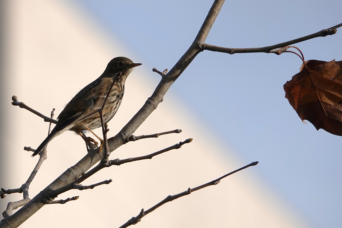 Meadow Pipit - ML646690549