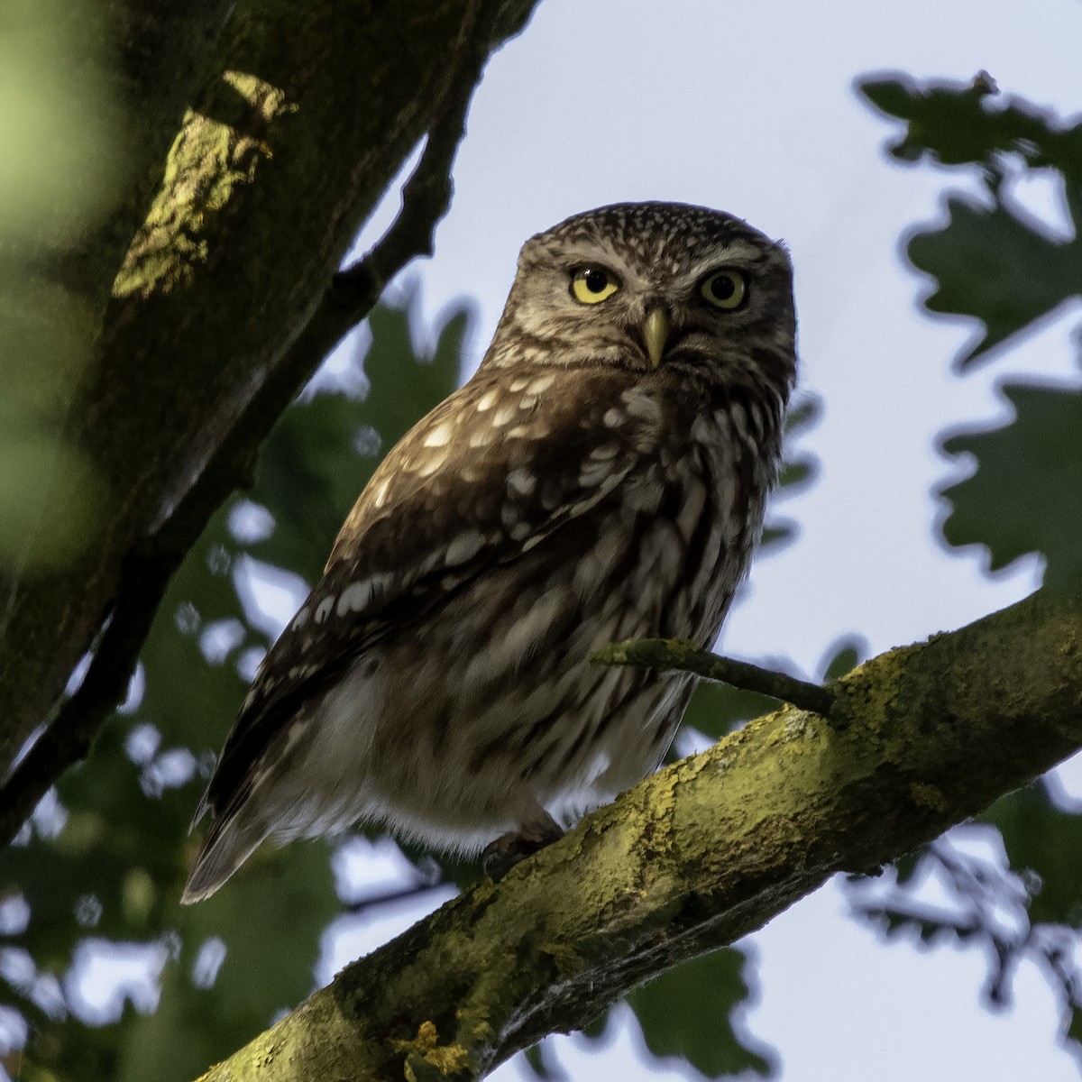 sýček obecný - ML646690554