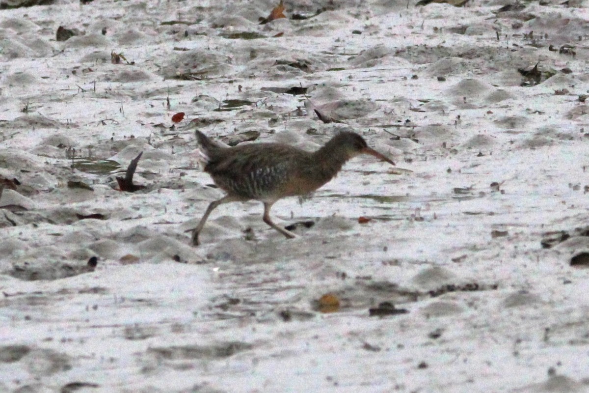 Карибский пастушок - ML646690555