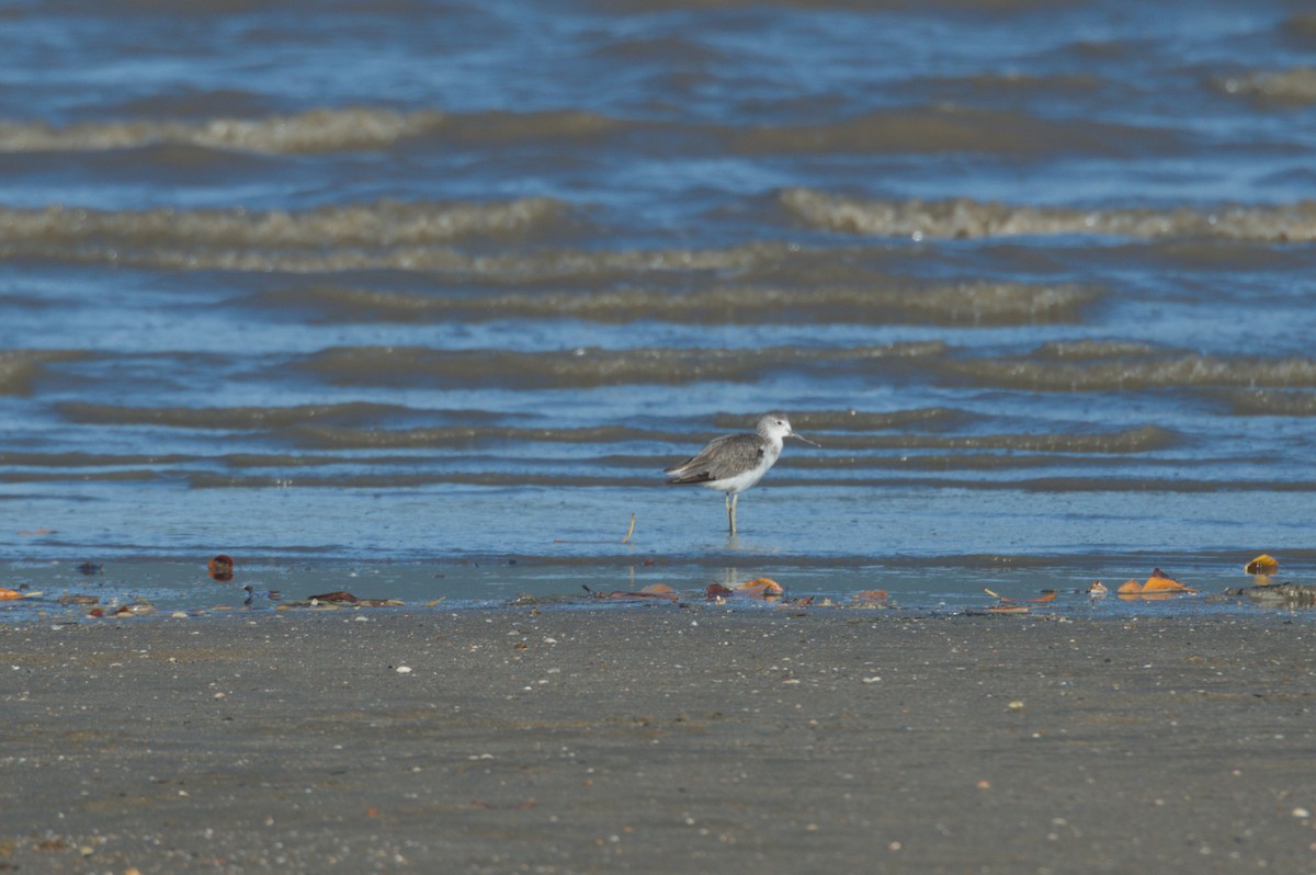 Большой улит - ML646690560