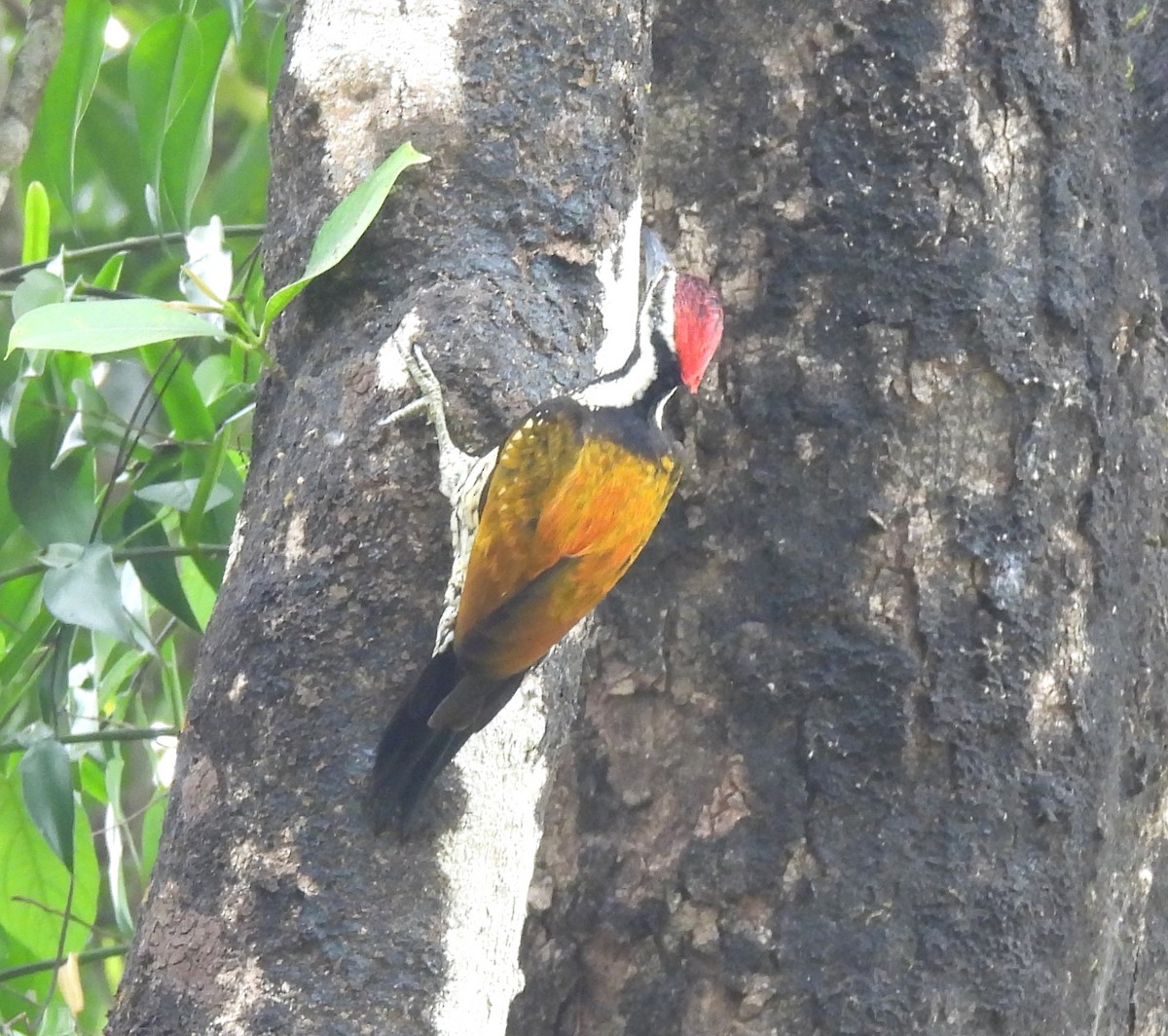 Бенгальский дятел-султан - ML646690561