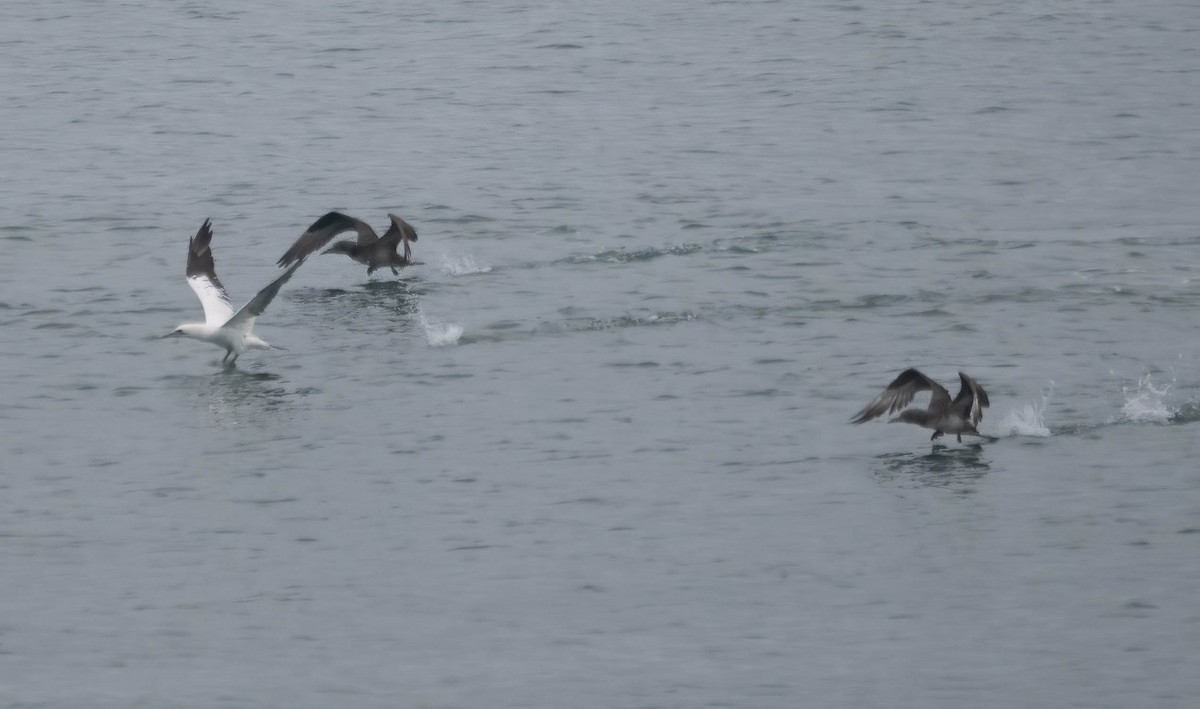 Северная олуша - ML646690562