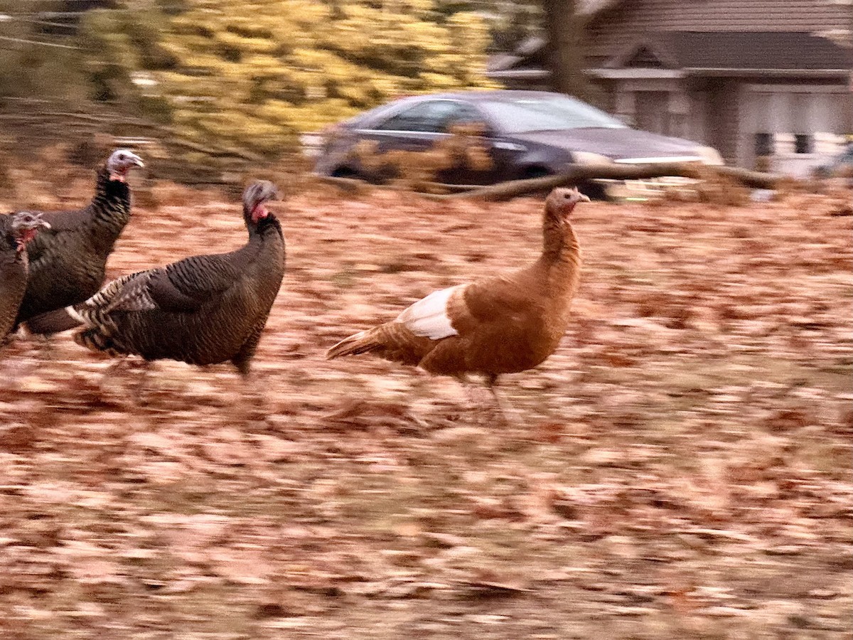 Индейка - ML646690564