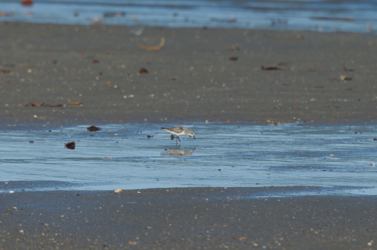 Песочник-красношейка - ML646690565