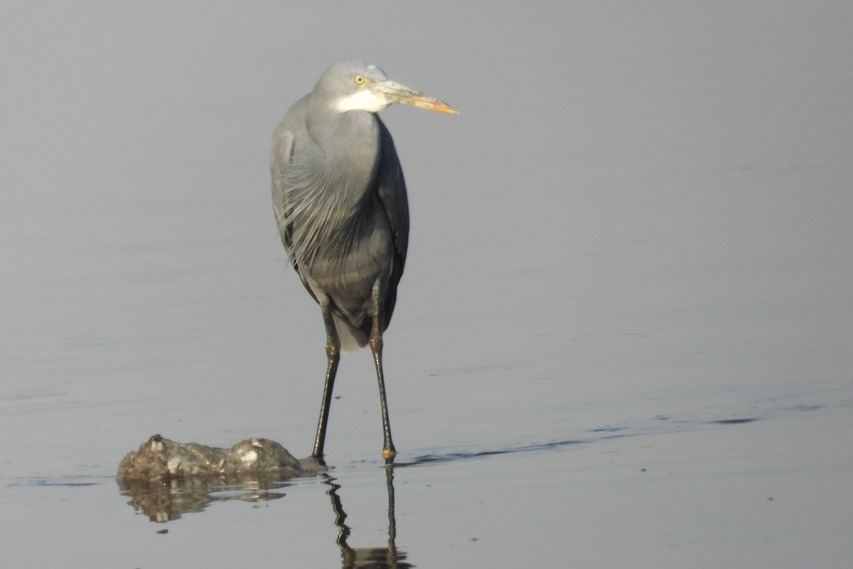 Западная рифовая цапля - ML646690566