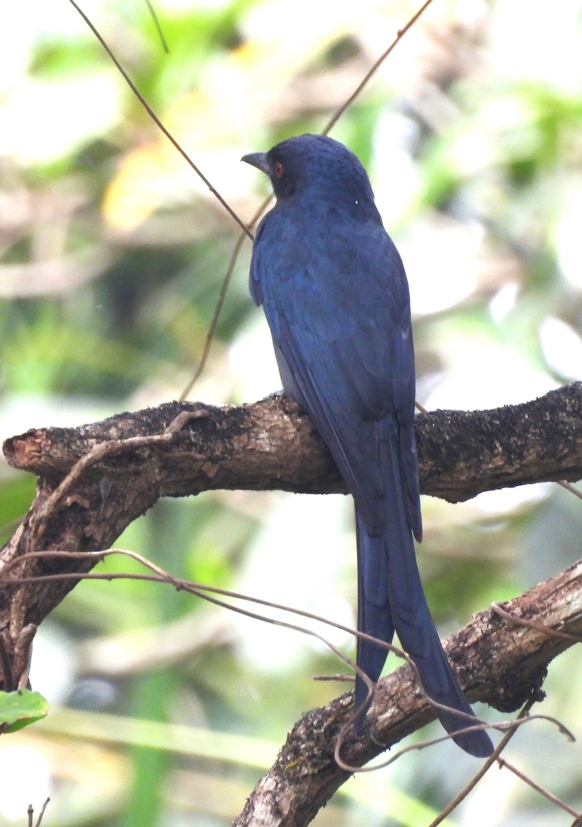 Пепельный дронго - ML646690568