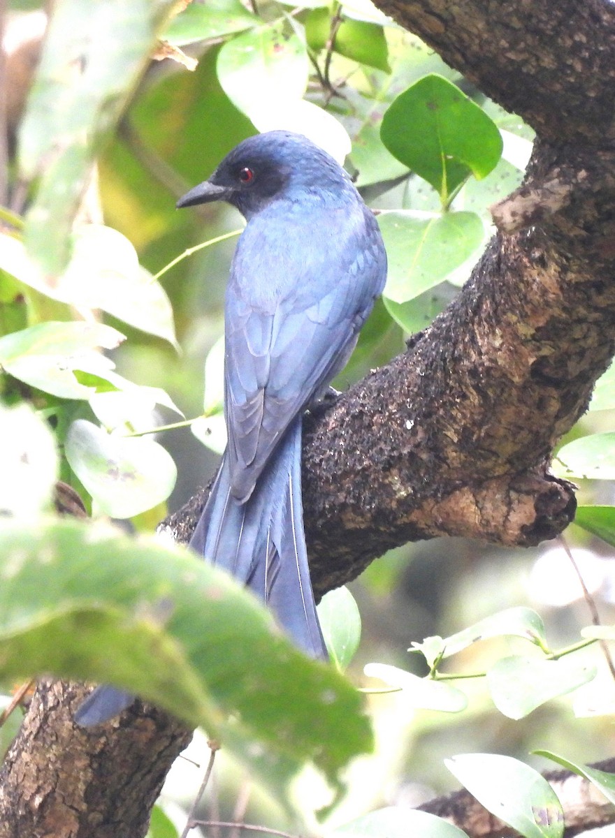 Пепельный дронго - ML646690569