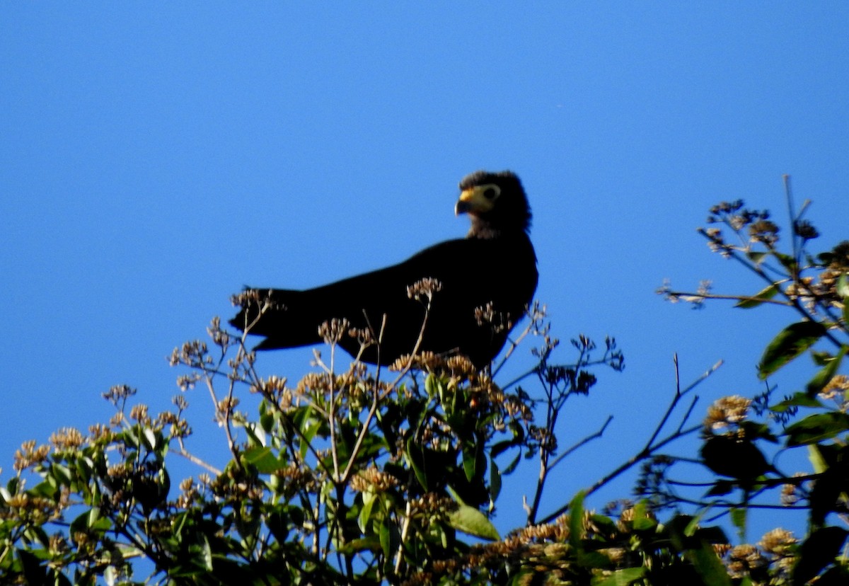 Чёрная каракара - ML646690570