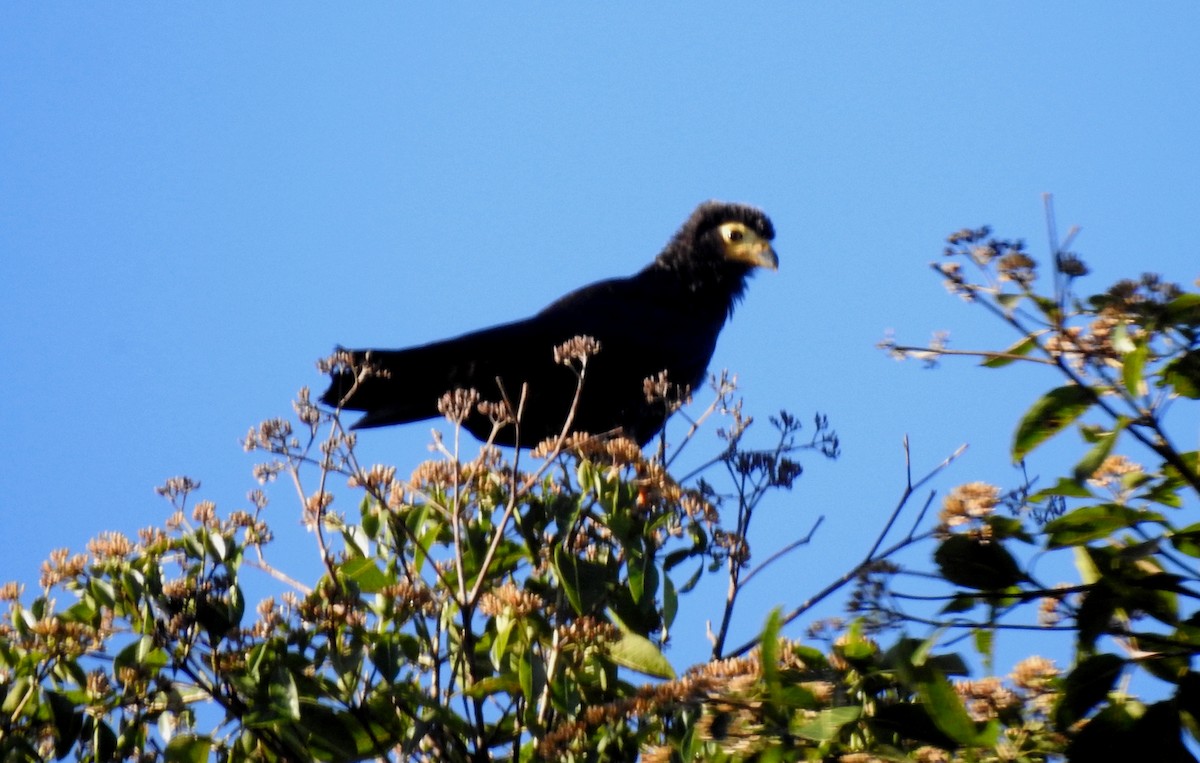 Чёрная каракара - ML646690571