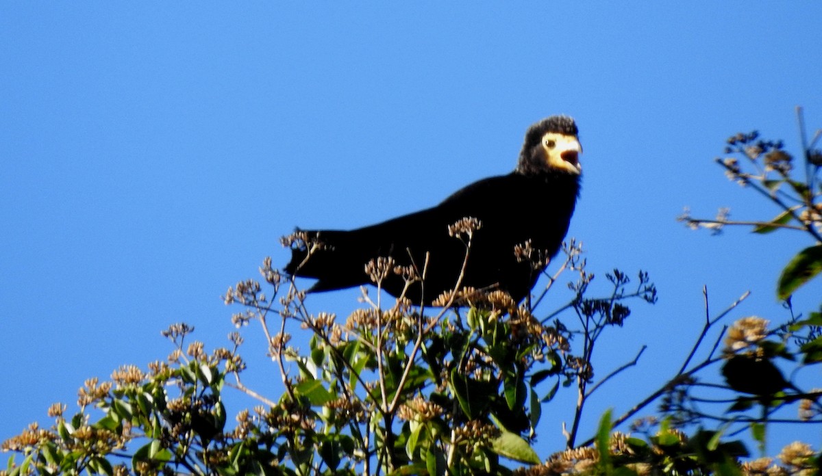 Чёрная каракара - ML646690572