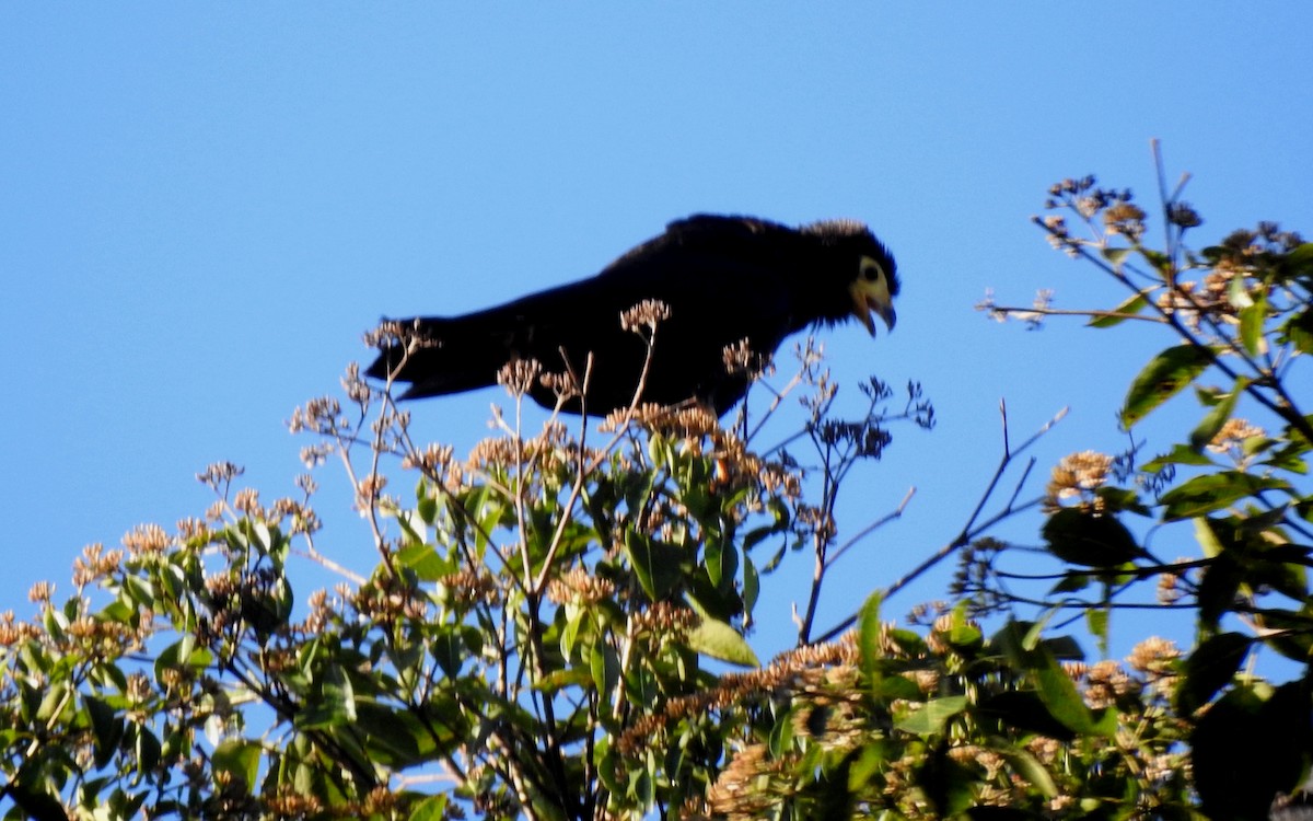 Чёрная каракара - ML646690573