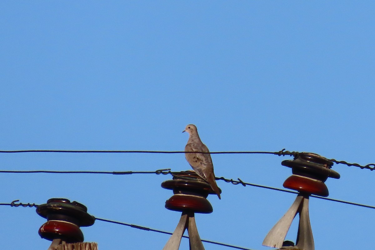 Плачущая горлица - ML646690574