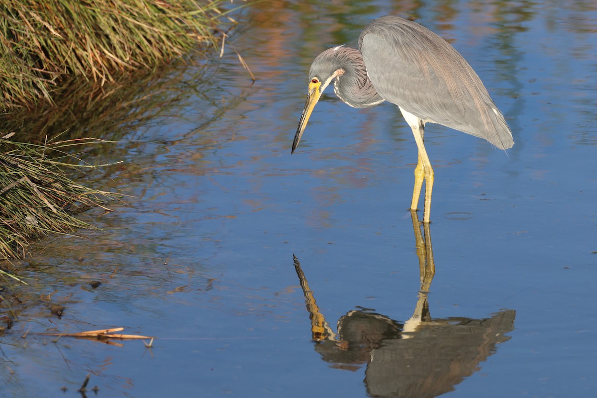 Трёхцветная цапля - ML646690575