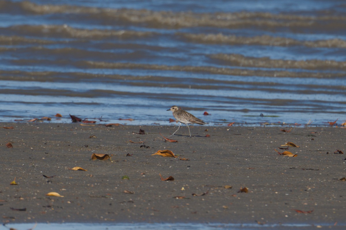 Бурокрылая ржанка - ML646690577