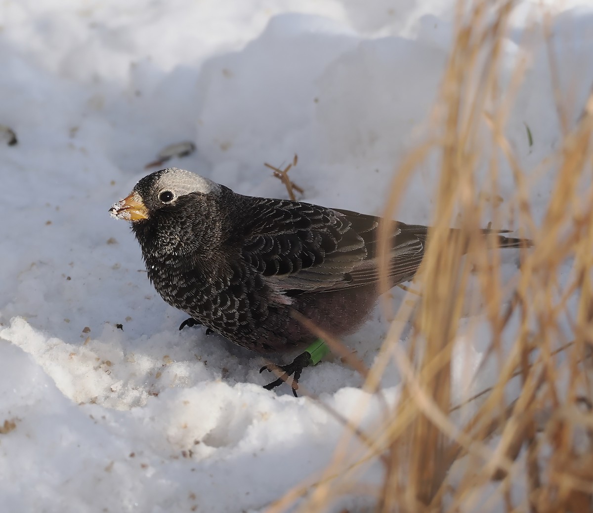 Rußschneegimpel - ML646690578