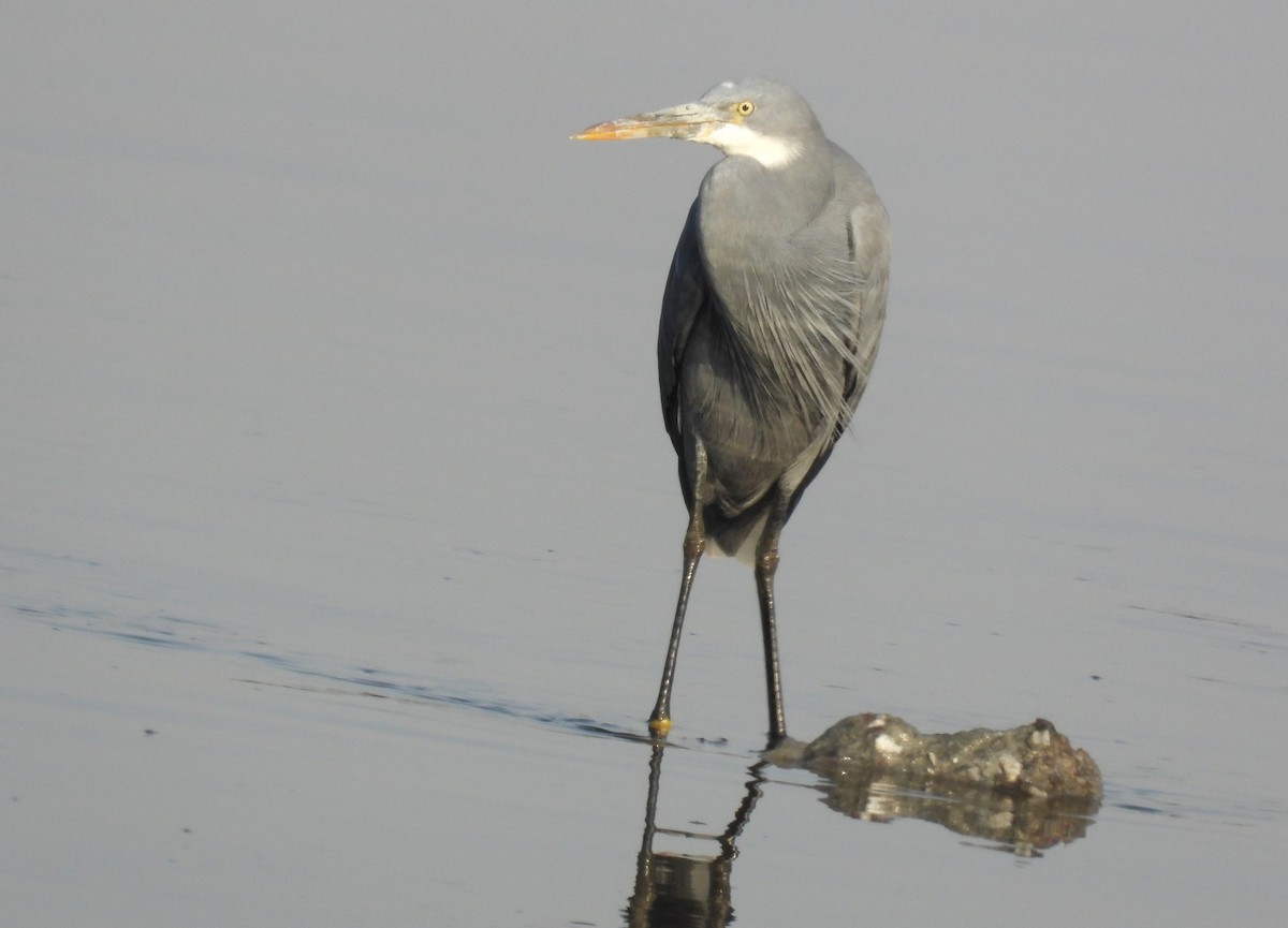 Западная рифовая цапля - ML646690579