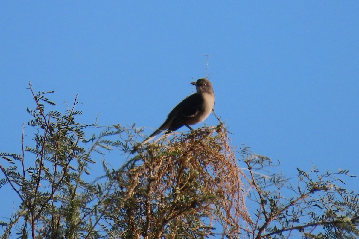 Многоголосый пересмешник - ML646690580