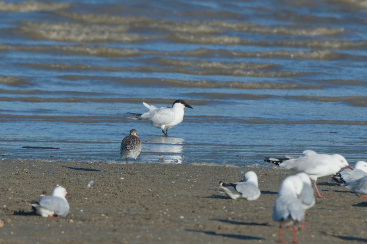 Australian Tern - ML646690582