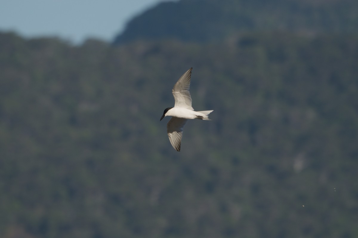 Australian Tern - ML646690583