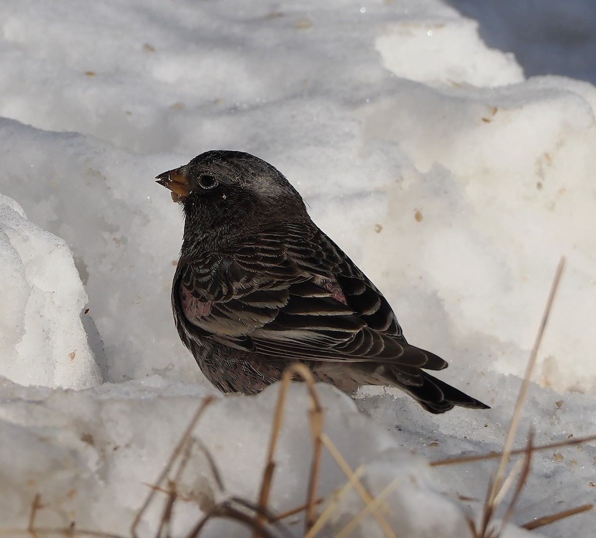 Rußschneegimpel - ML646690584