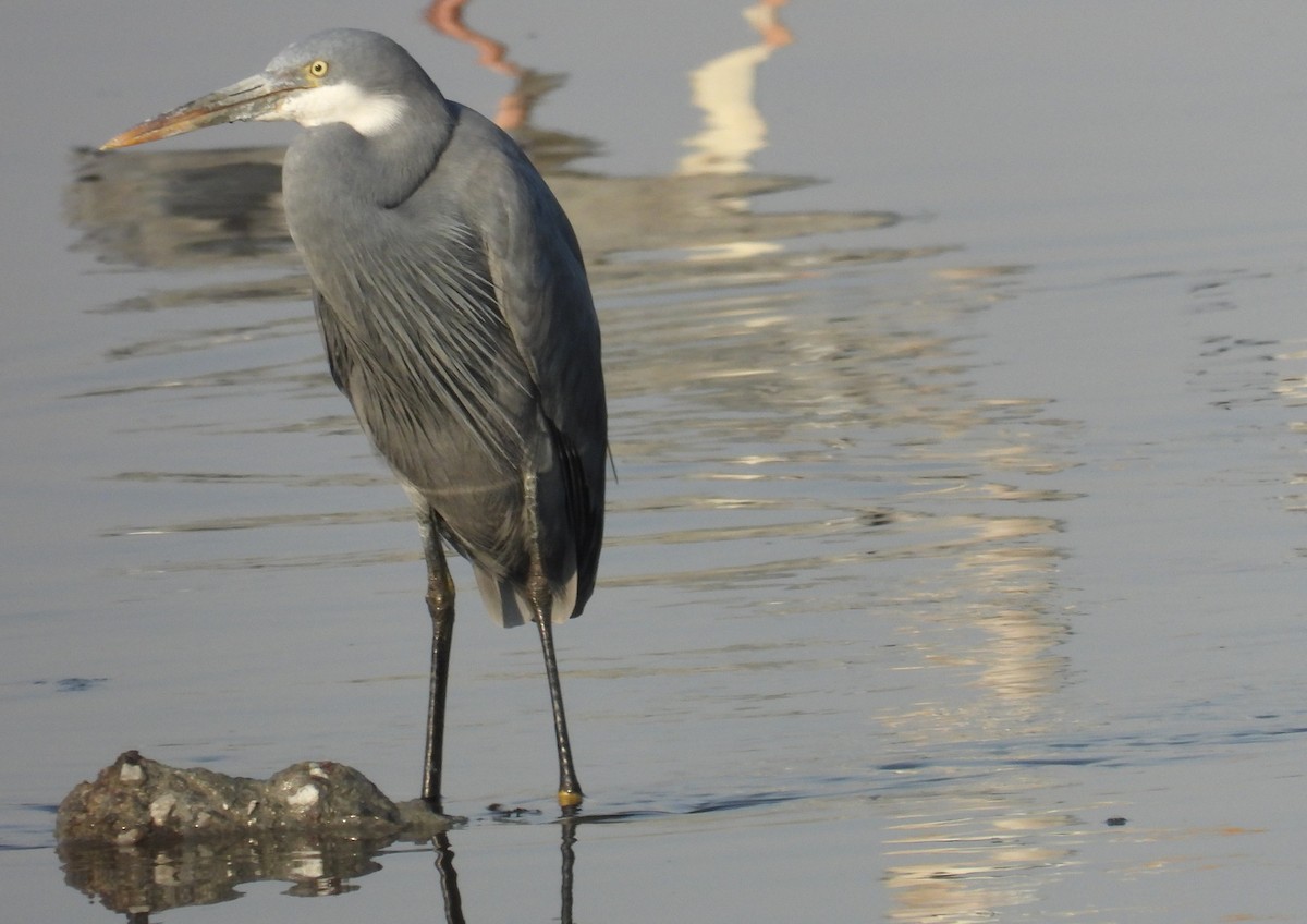 Западная рифовая цапля - ML646690586