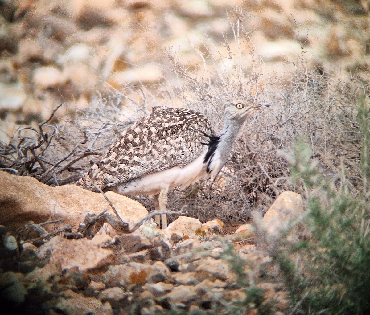 Дрофа-красотка - ML646690587