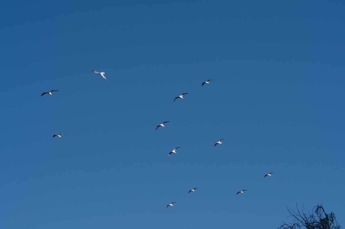 Пегий плодовый голубь - ML646690589