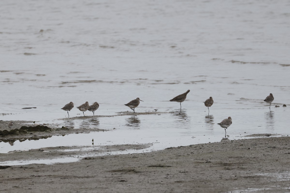 Kuliska gorria - ML646690591