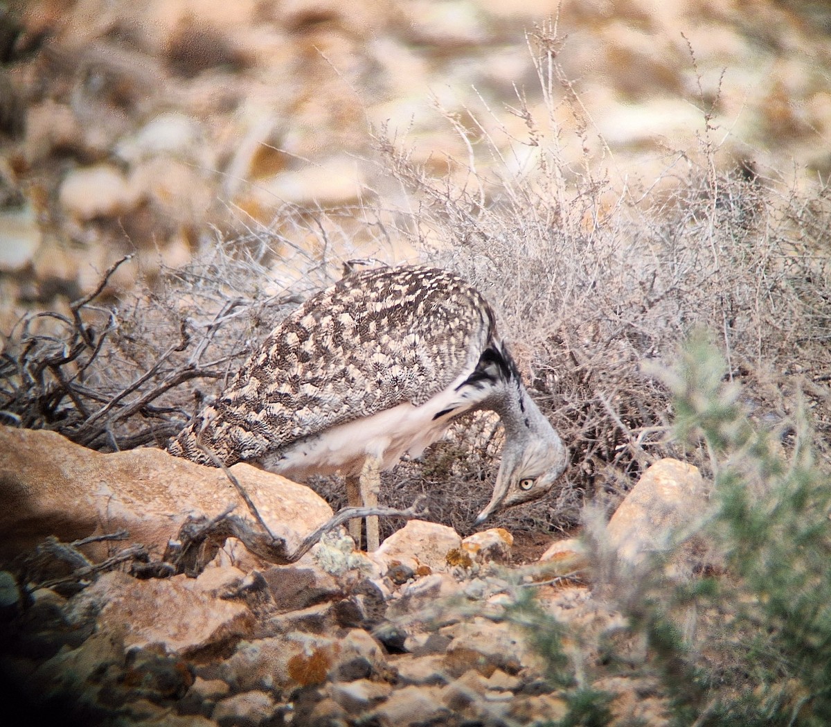 African Houbara - ML646690592