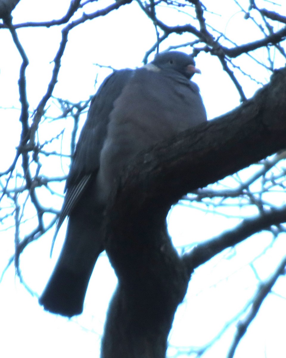 Common Wood-Pigeon (White-necked) - ML646690601