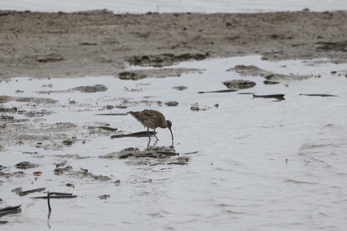 Kurlinta bekainduna - ML646690602