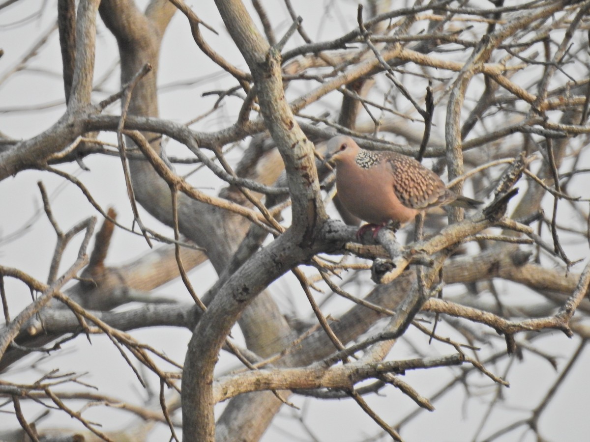 Spotted Dove - ML646690608