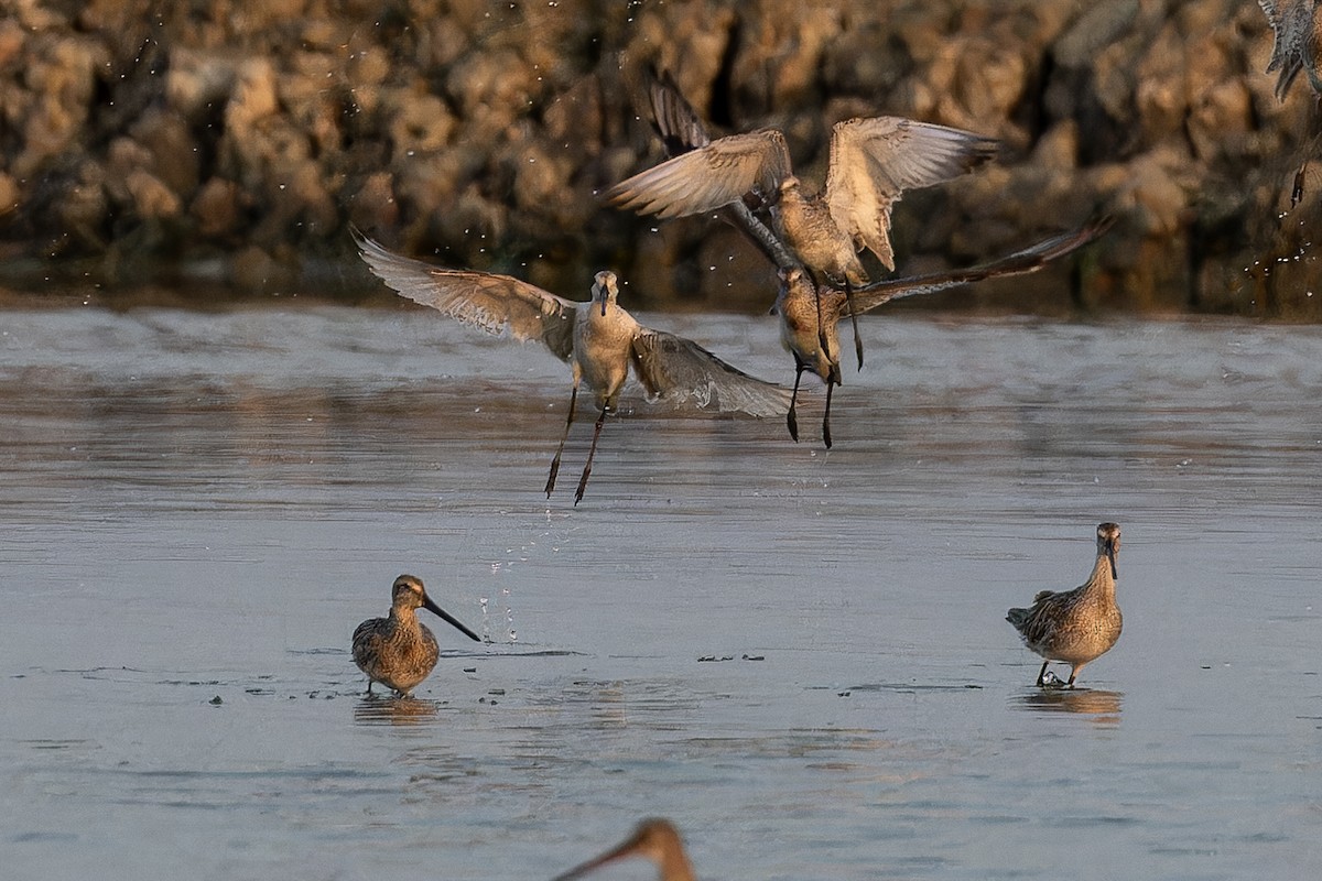 Asian Dowitcher - ML646690617