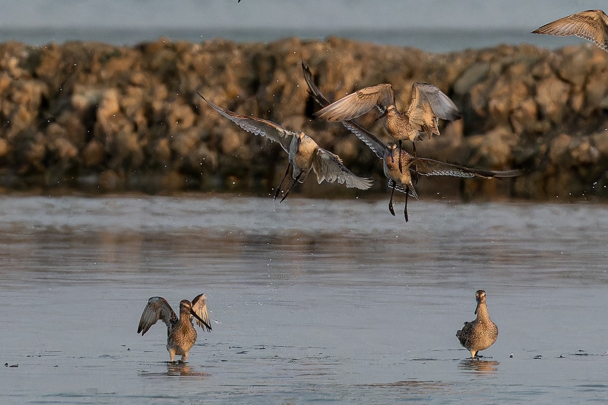 Asian Dowitcher - ML646690618