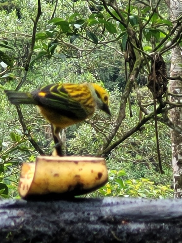 Gümüş Boyunlu Tangara - ML646690619