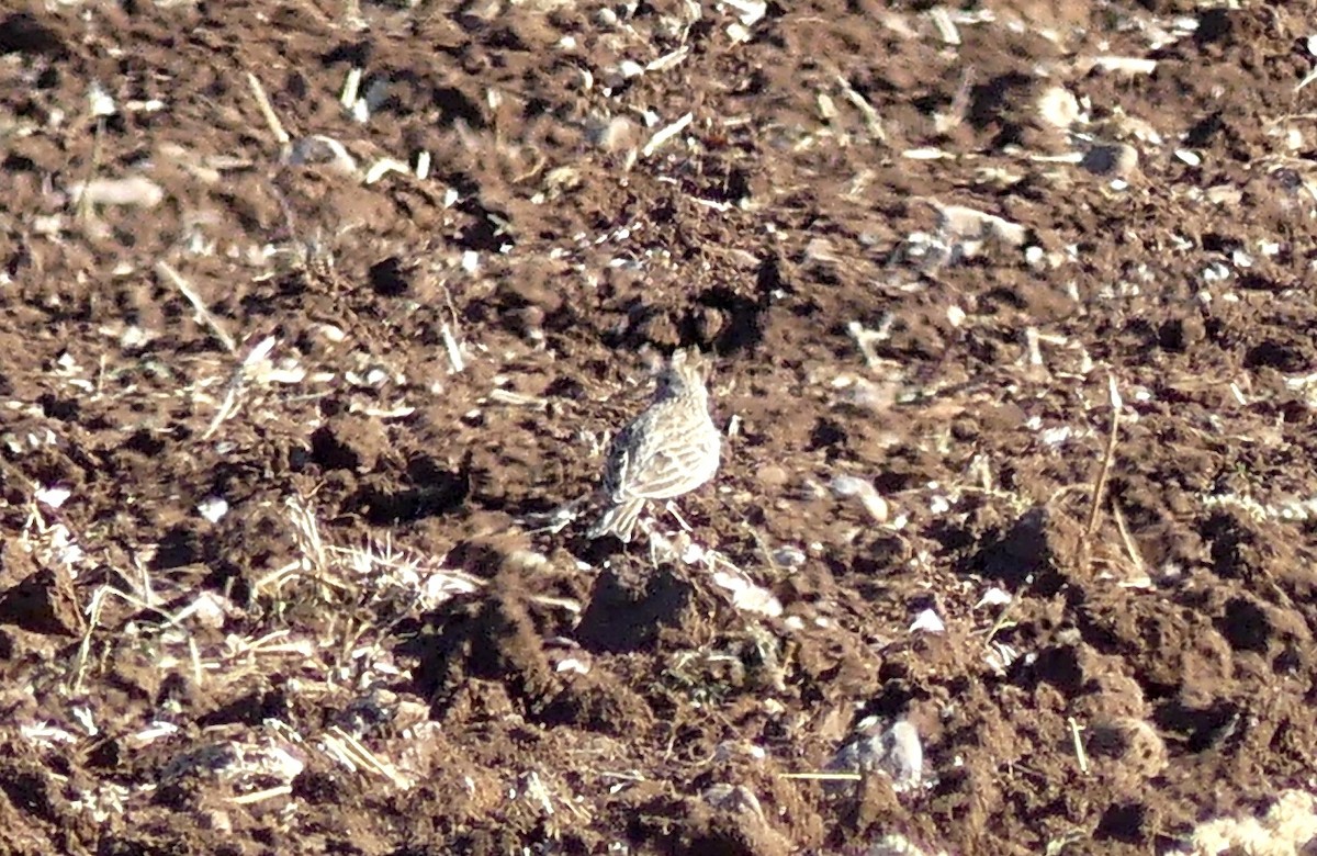 Turkestanlerche - ML646690620