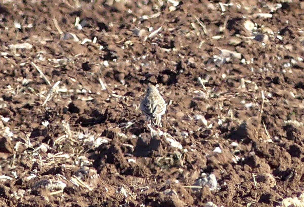 Turkestanlerche - ML646690621