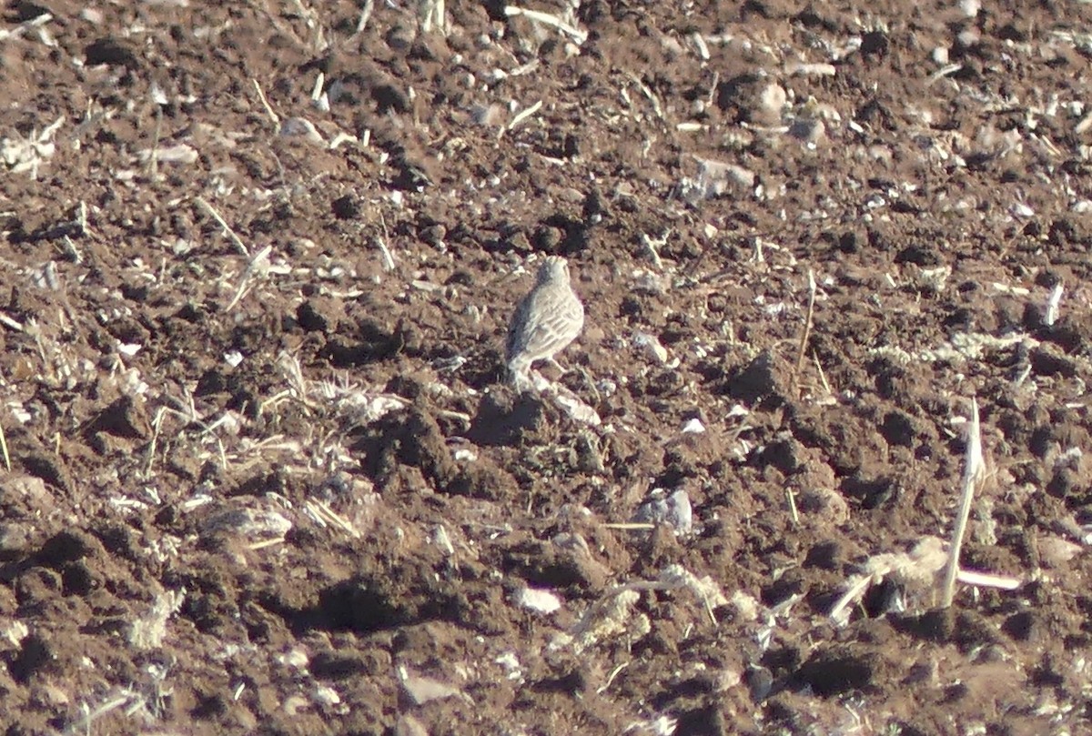 Turkestanlerche - ML646690622