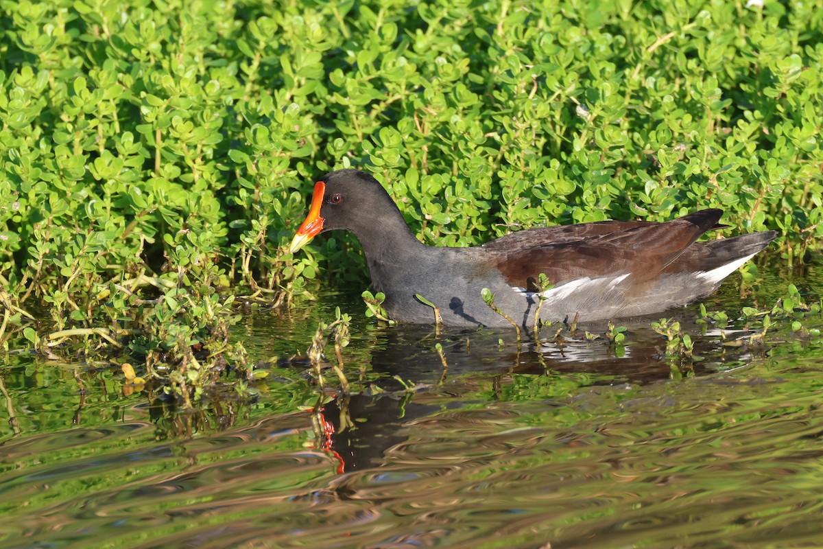 アメリカバン - ML646690624