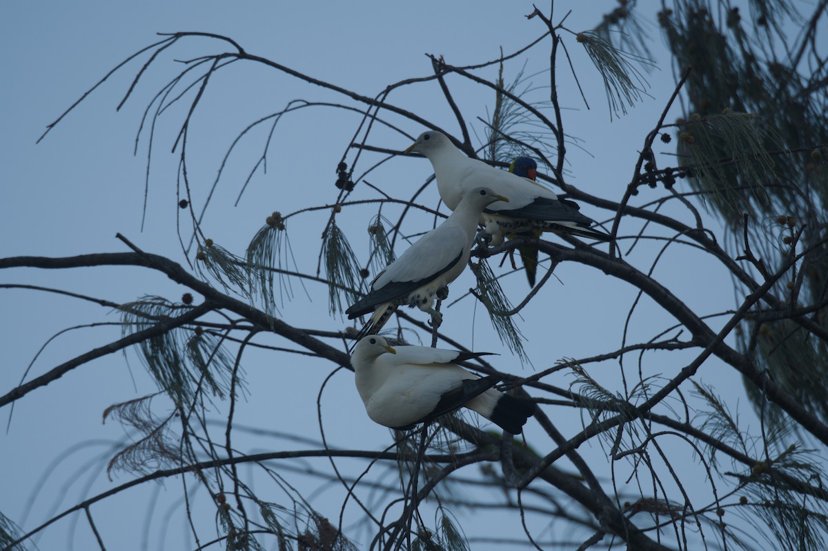 Torresian Imperial-Pigeon - ML646690625