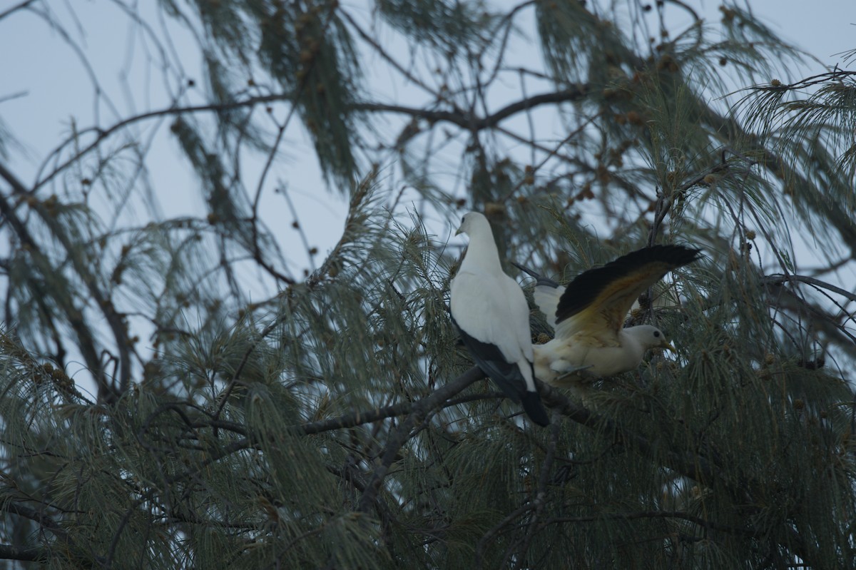 Torresian Imperial-Pigeon - ML646690626