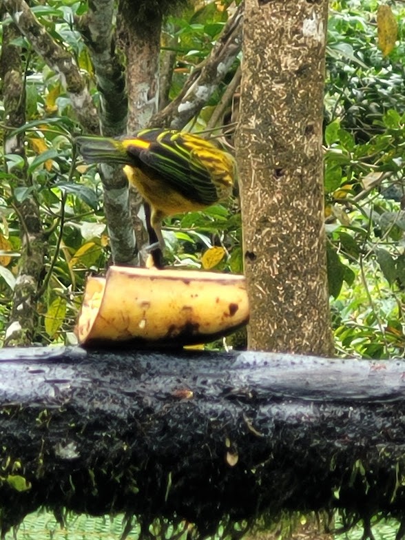 Gümüş Boyunlu Tangara - ML646690628