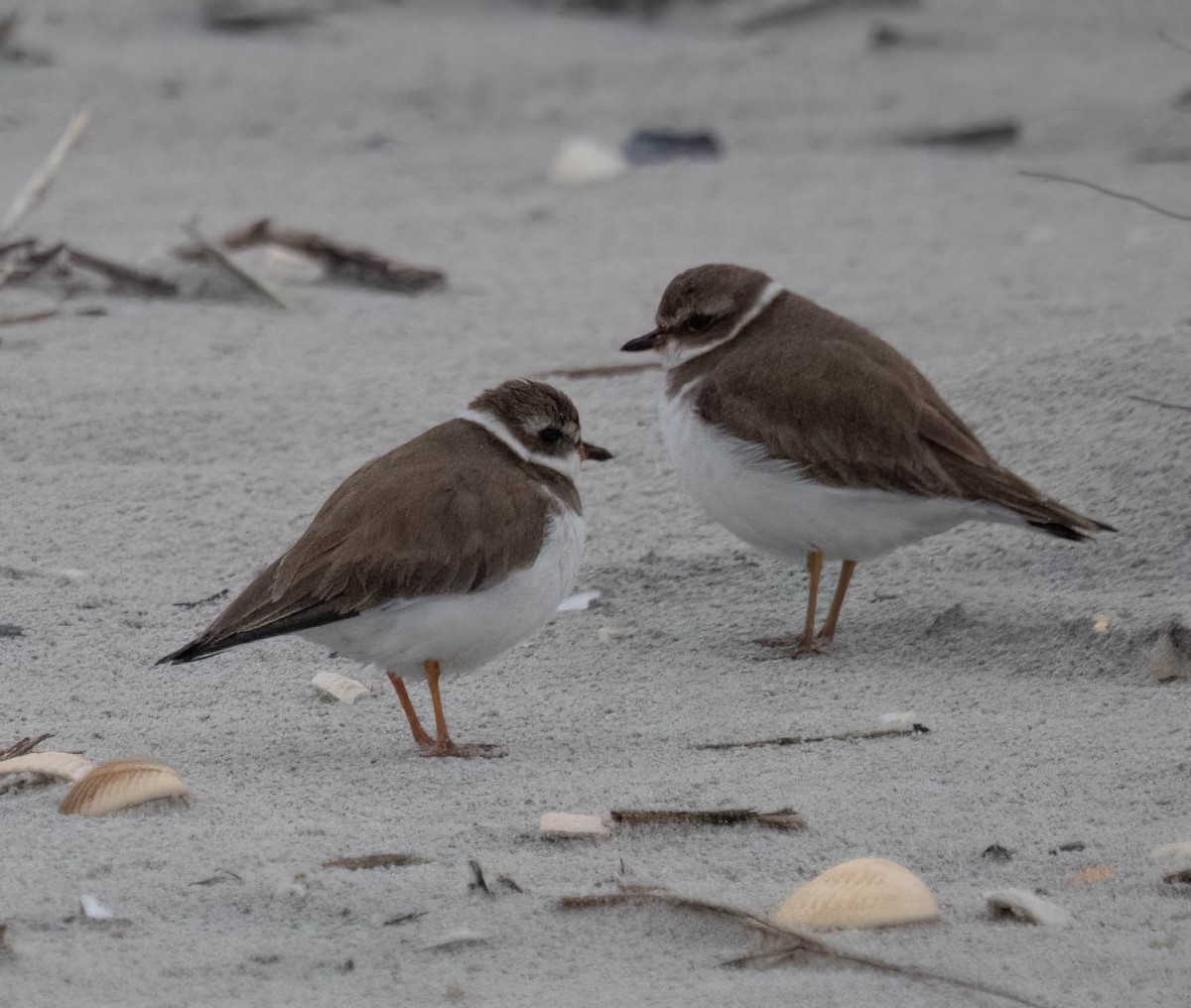 Semipalmated Plover - ML646690633