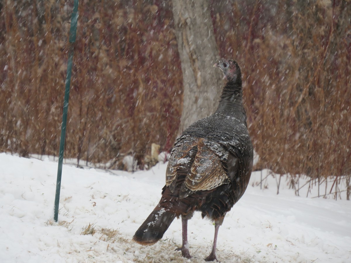 Wild Turkey - ML646690636